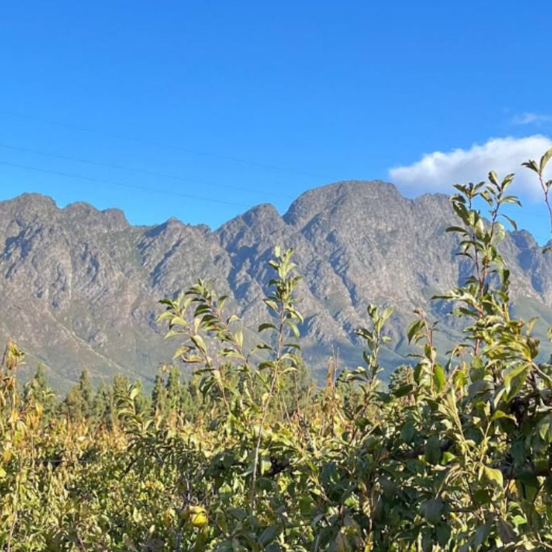 Gravel Junction Wine and Spirits